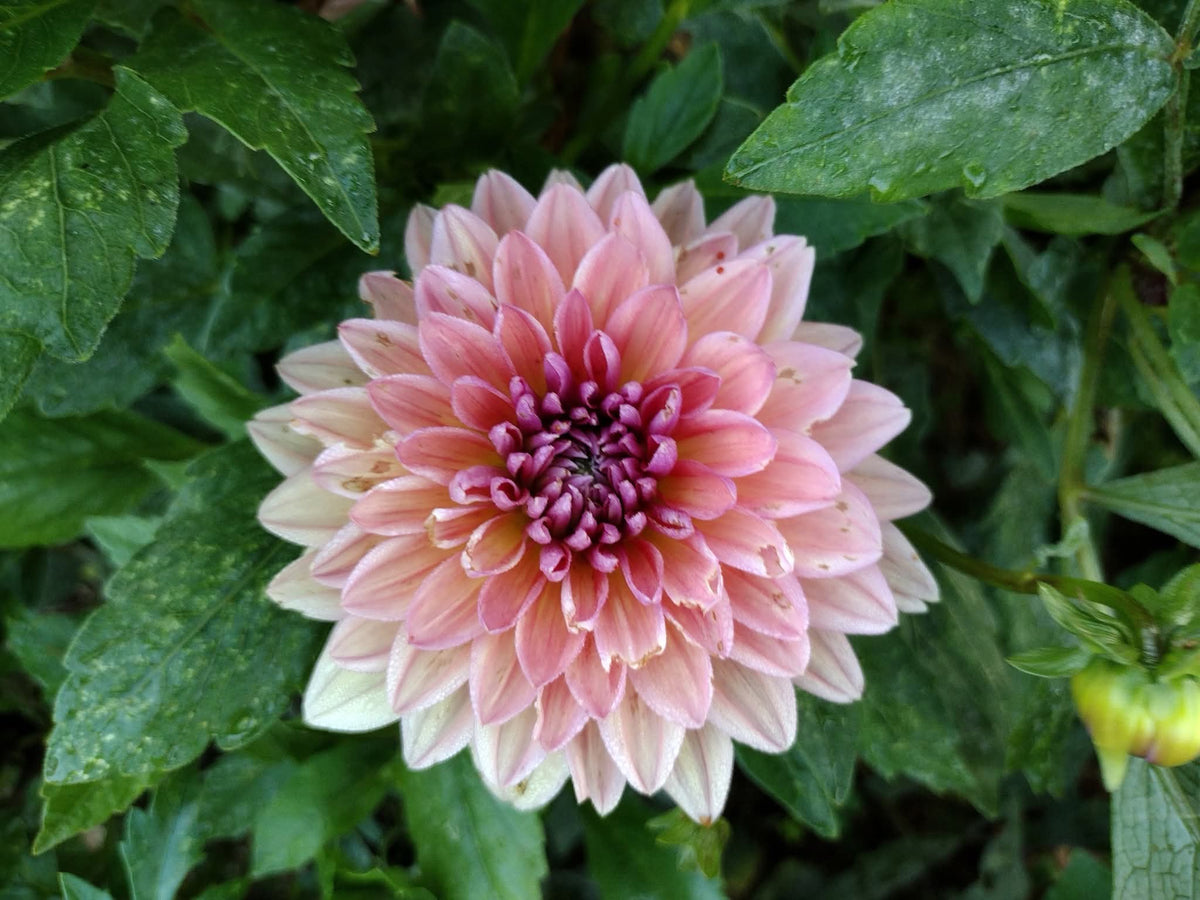 Dutch Pearl (limited stock)