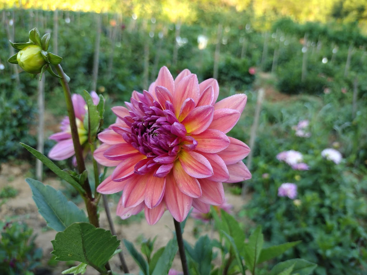 Dutch Pearl (limited stock)