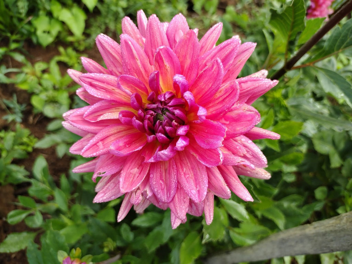 Dutch Pearl (limited stock)