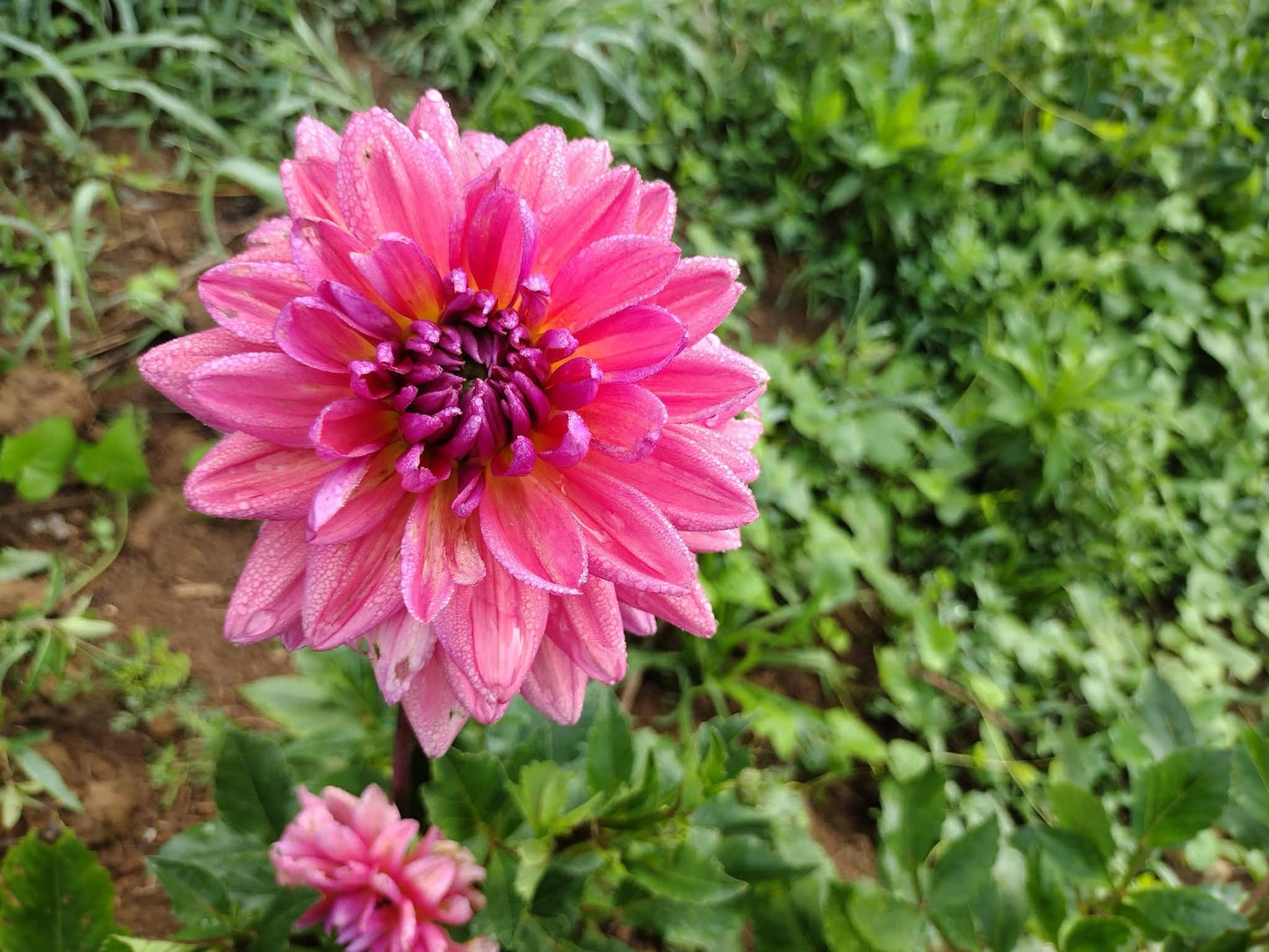 Dutch Pearl (limited stock)