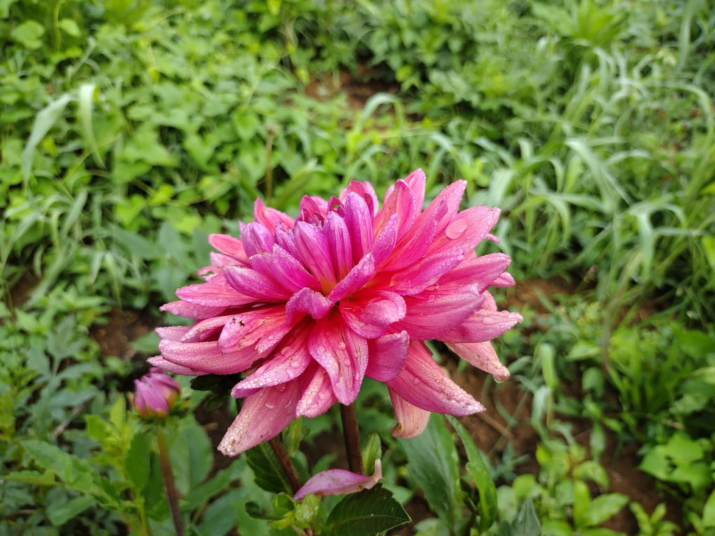 Dutch Pearl (limited stock)