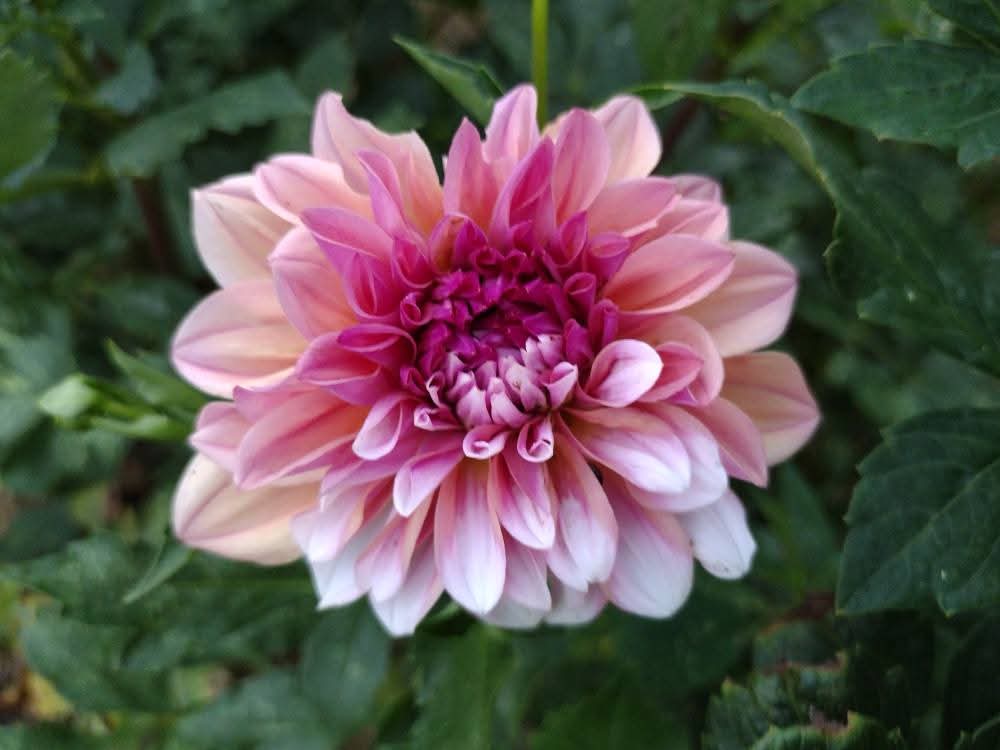 Miss Jennifer Lynn