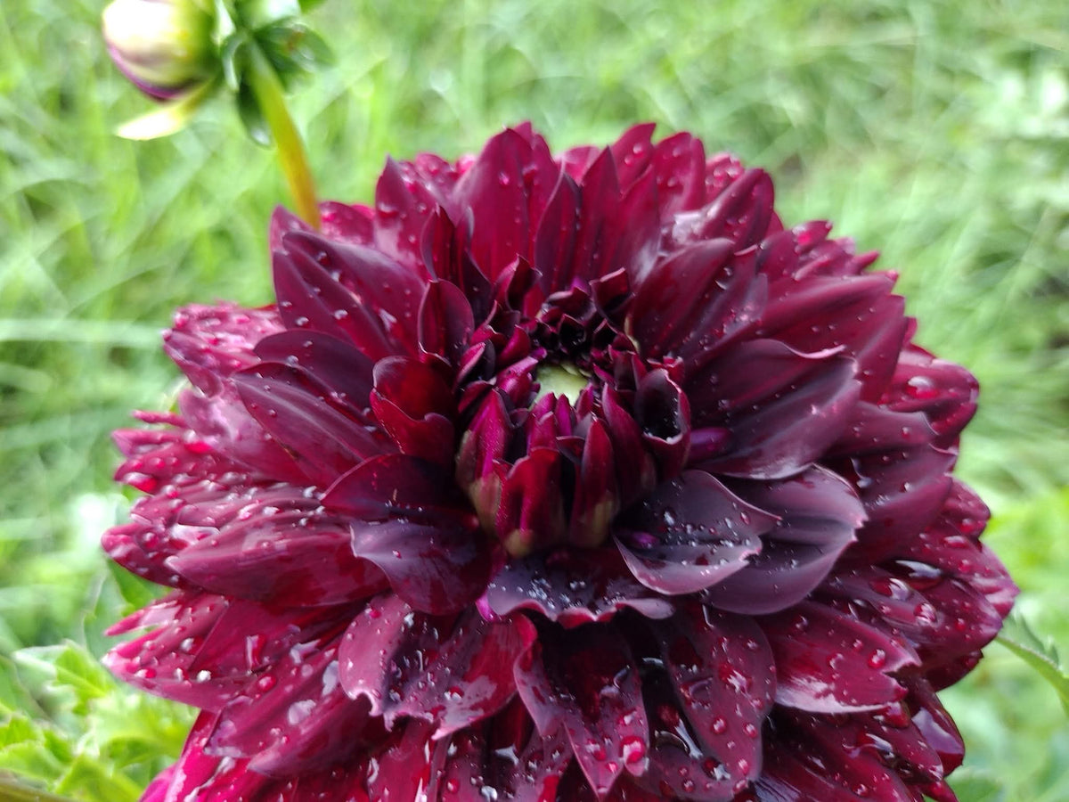 Hollyhill Black Widow