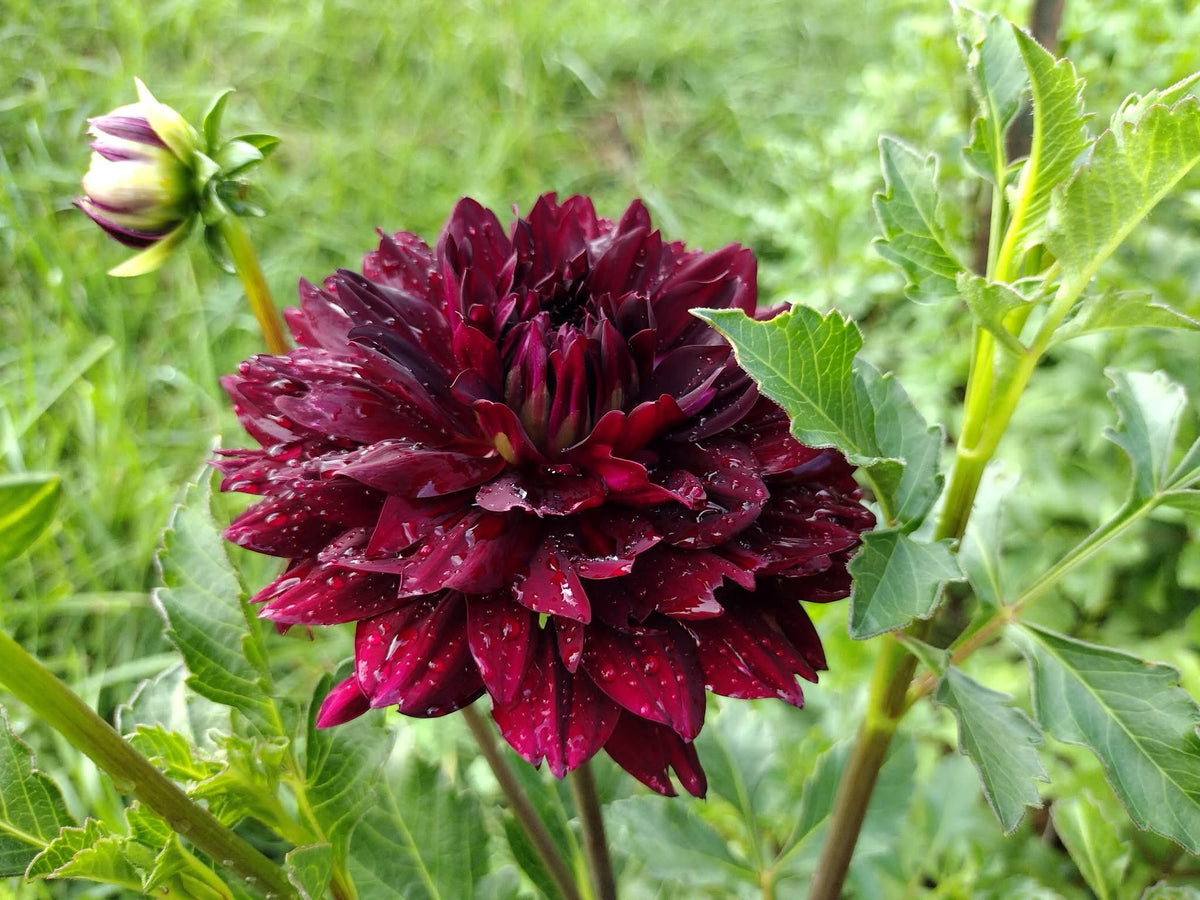 Hollyhill Black Widow