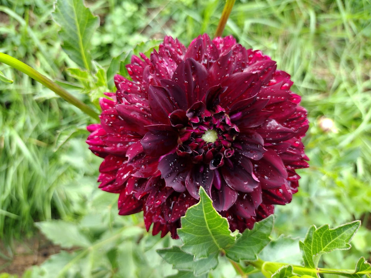 Hollyhill Black Widow