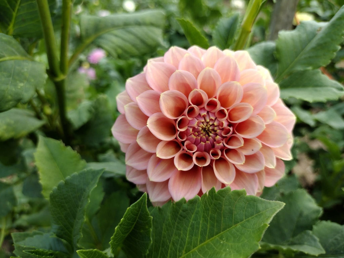 Peachy Parade