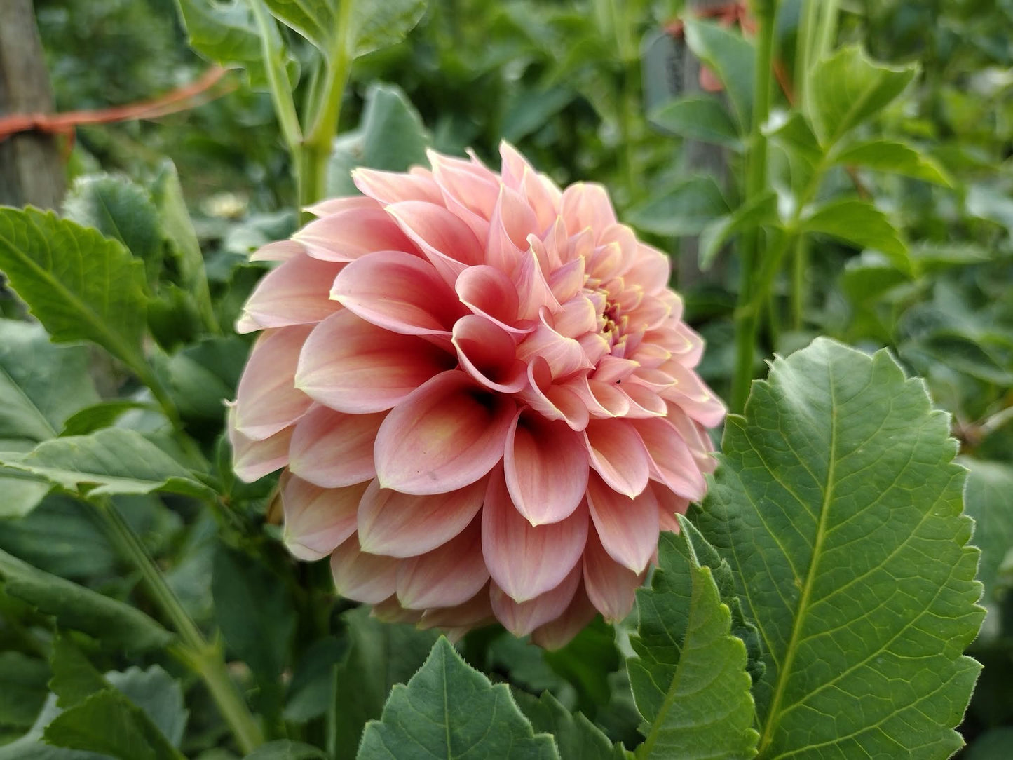 Peachy Parade