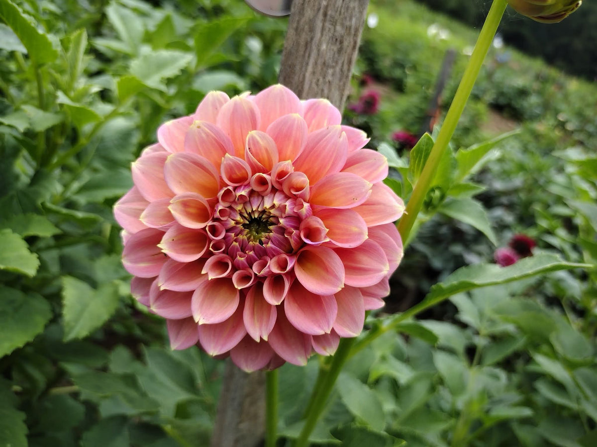 Peachy Parade