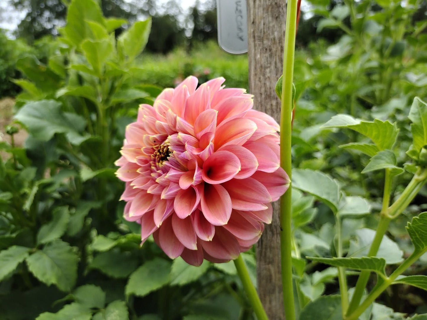 Peachy Parade
