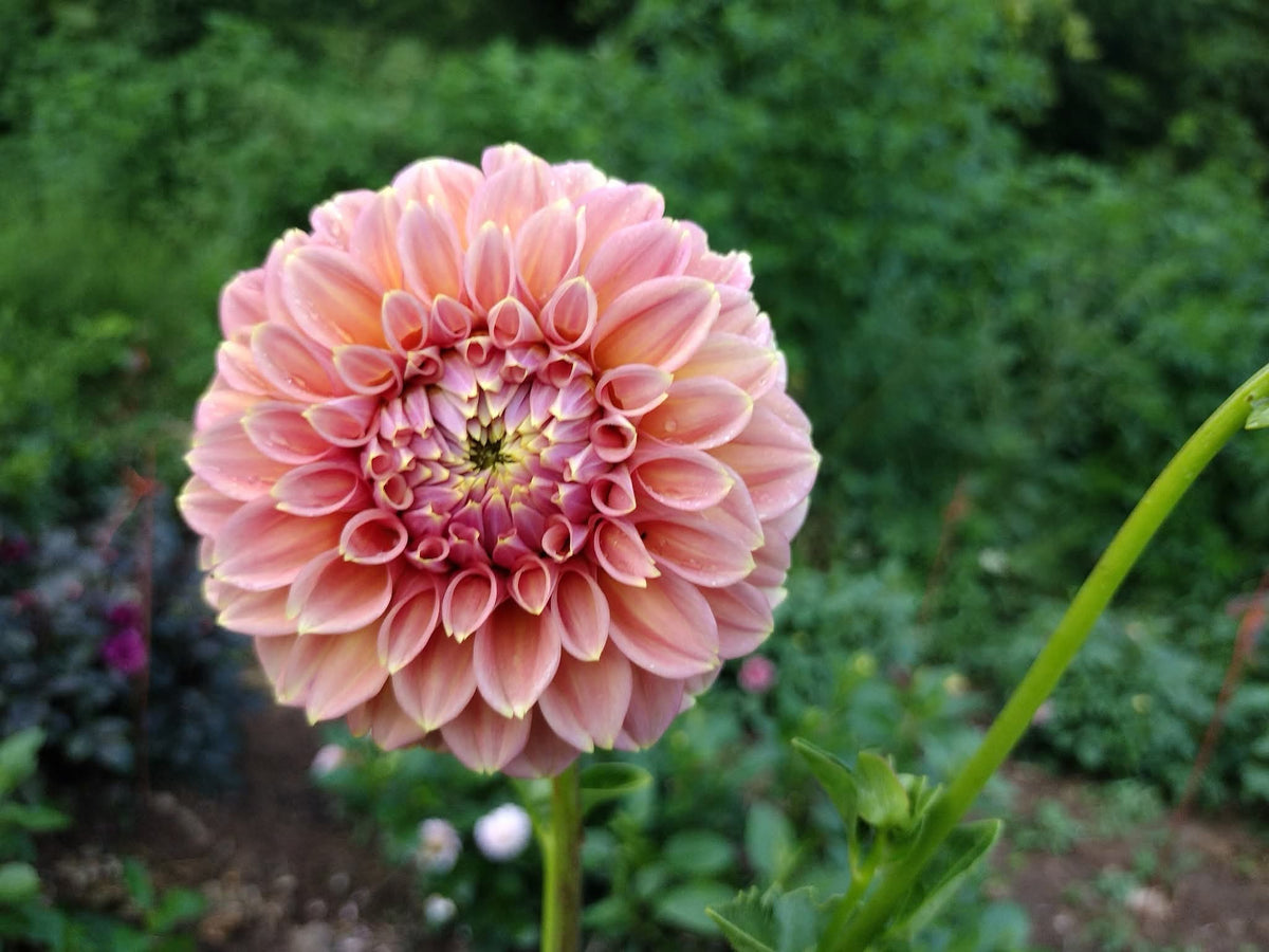 Peachy Parade
