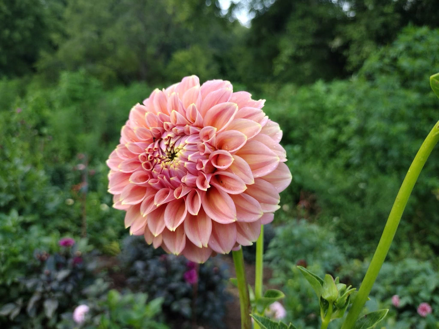 Peachy Parade