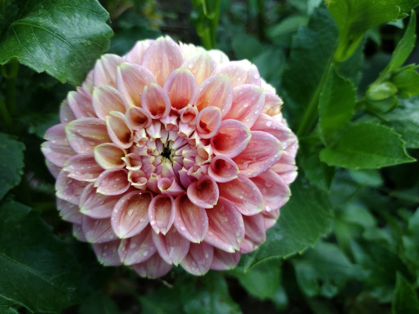 Peachy Parade