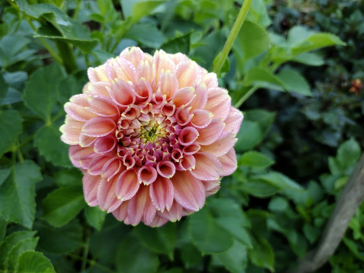 Peachy Parade
