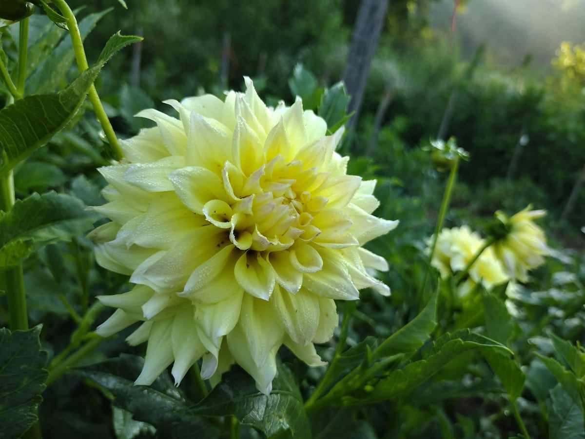 Lemon Meringue