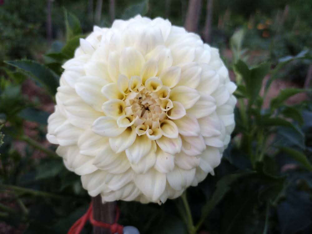 Coorabell Astrid (limited stock)