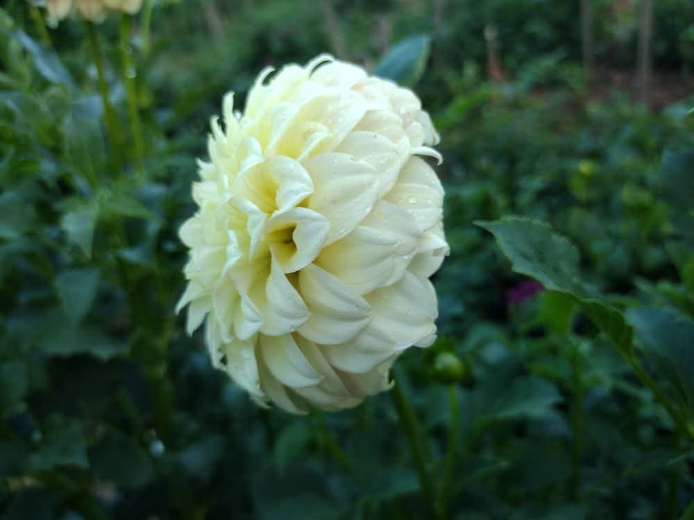 Coorabell Astrid (limited stock)