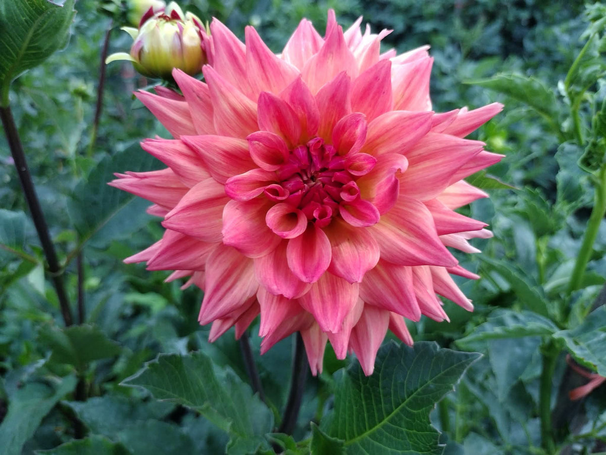Bloomquist Autumn