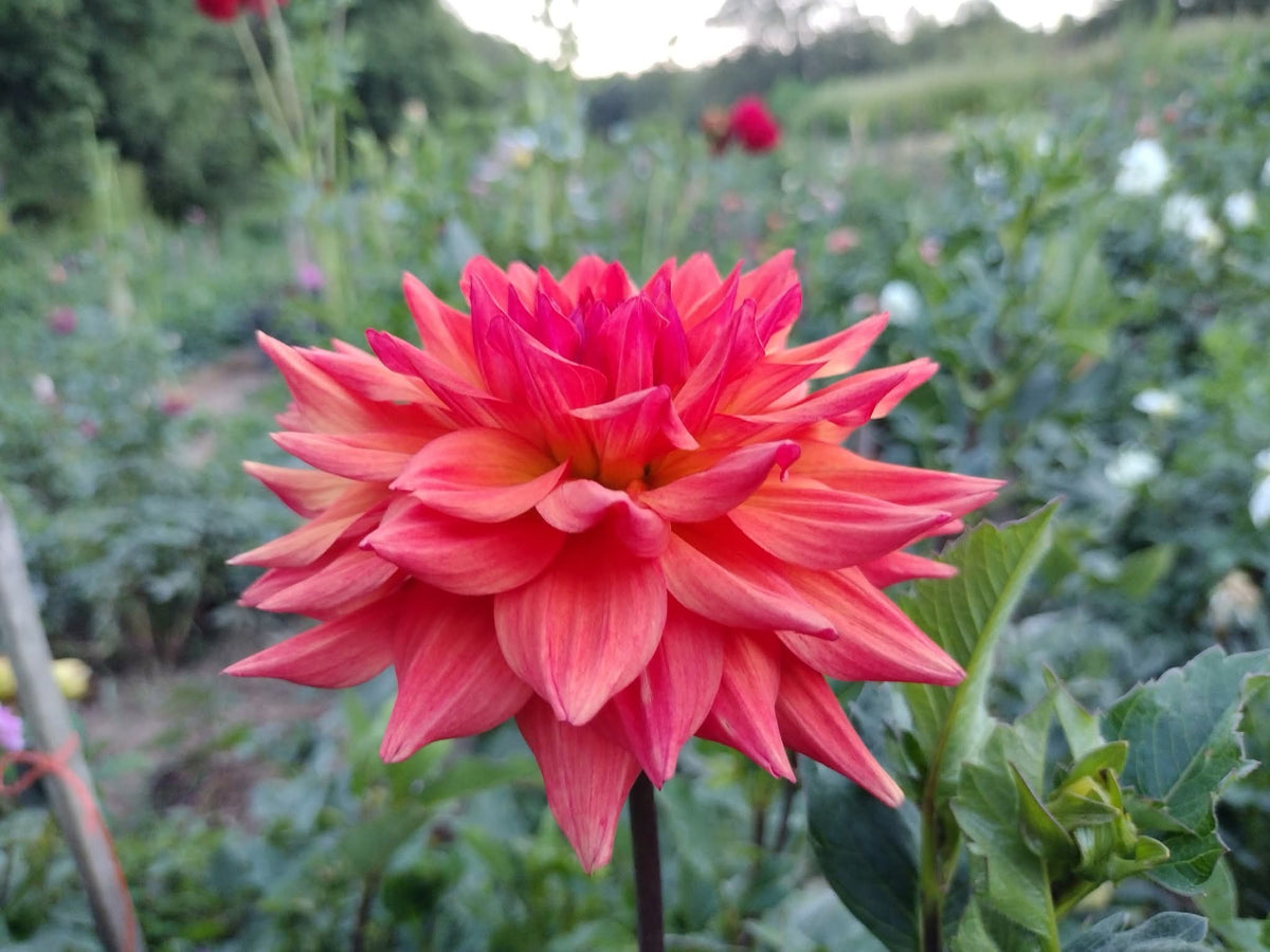 Bloomquist Autumn
