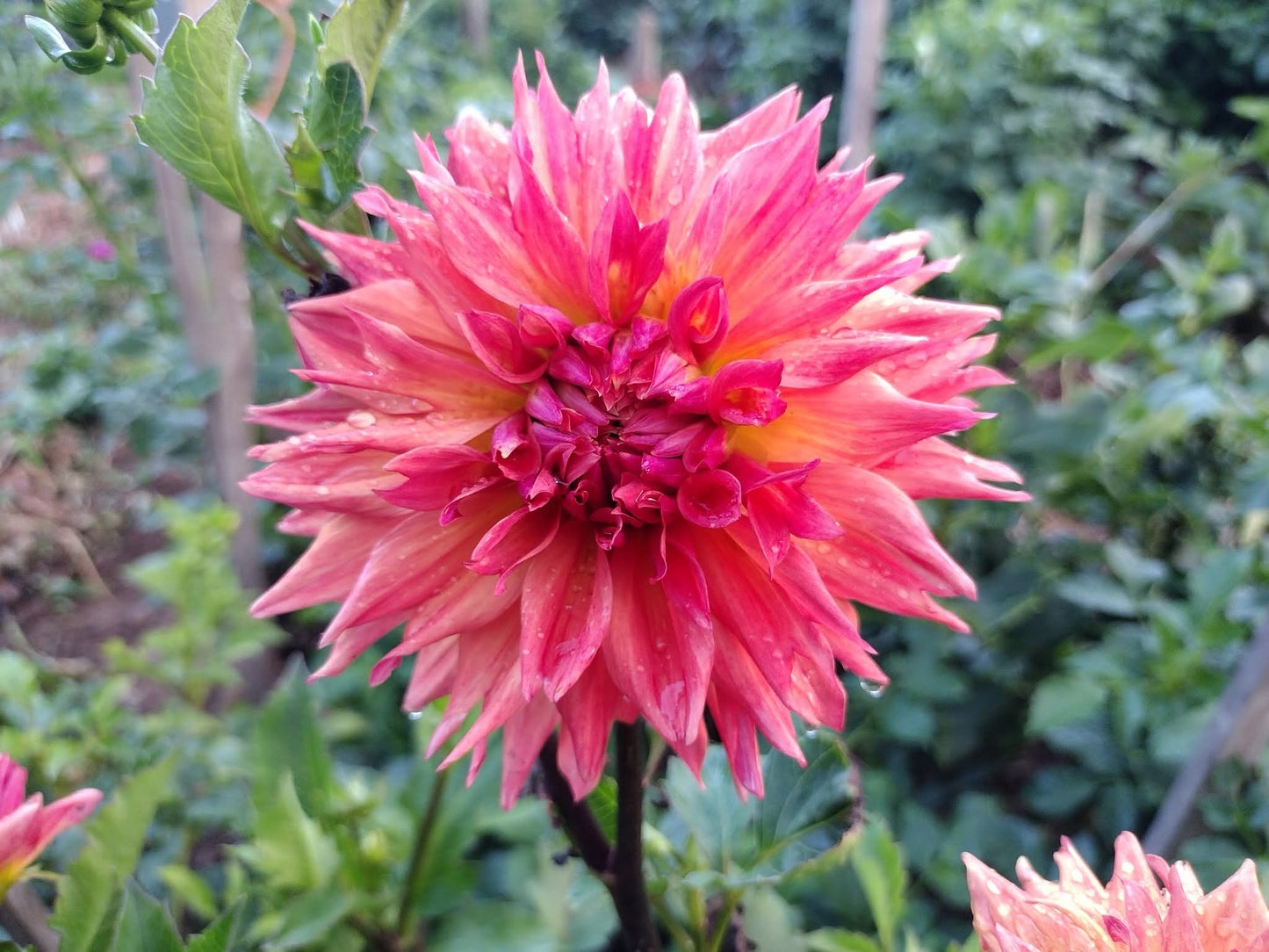 Bloomquist Autumn