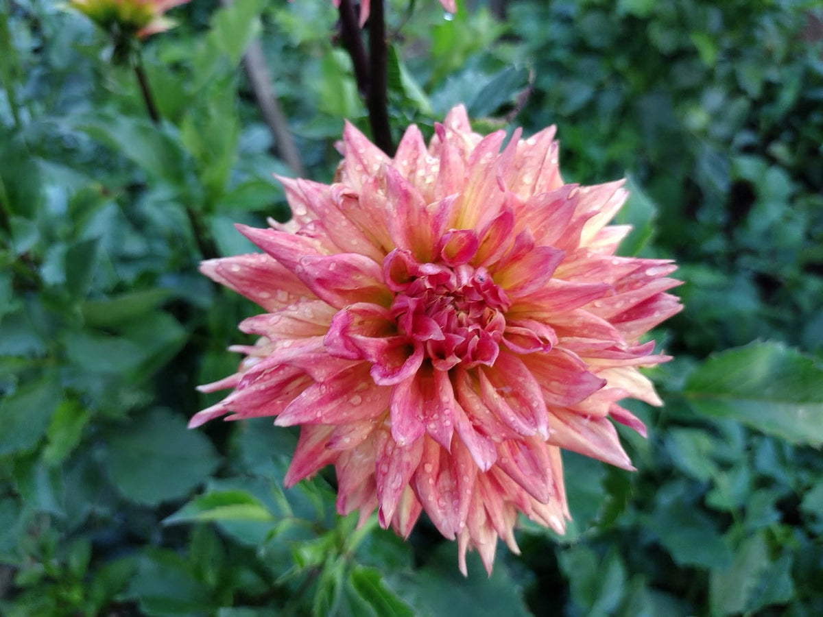 Bloomquist Autumn