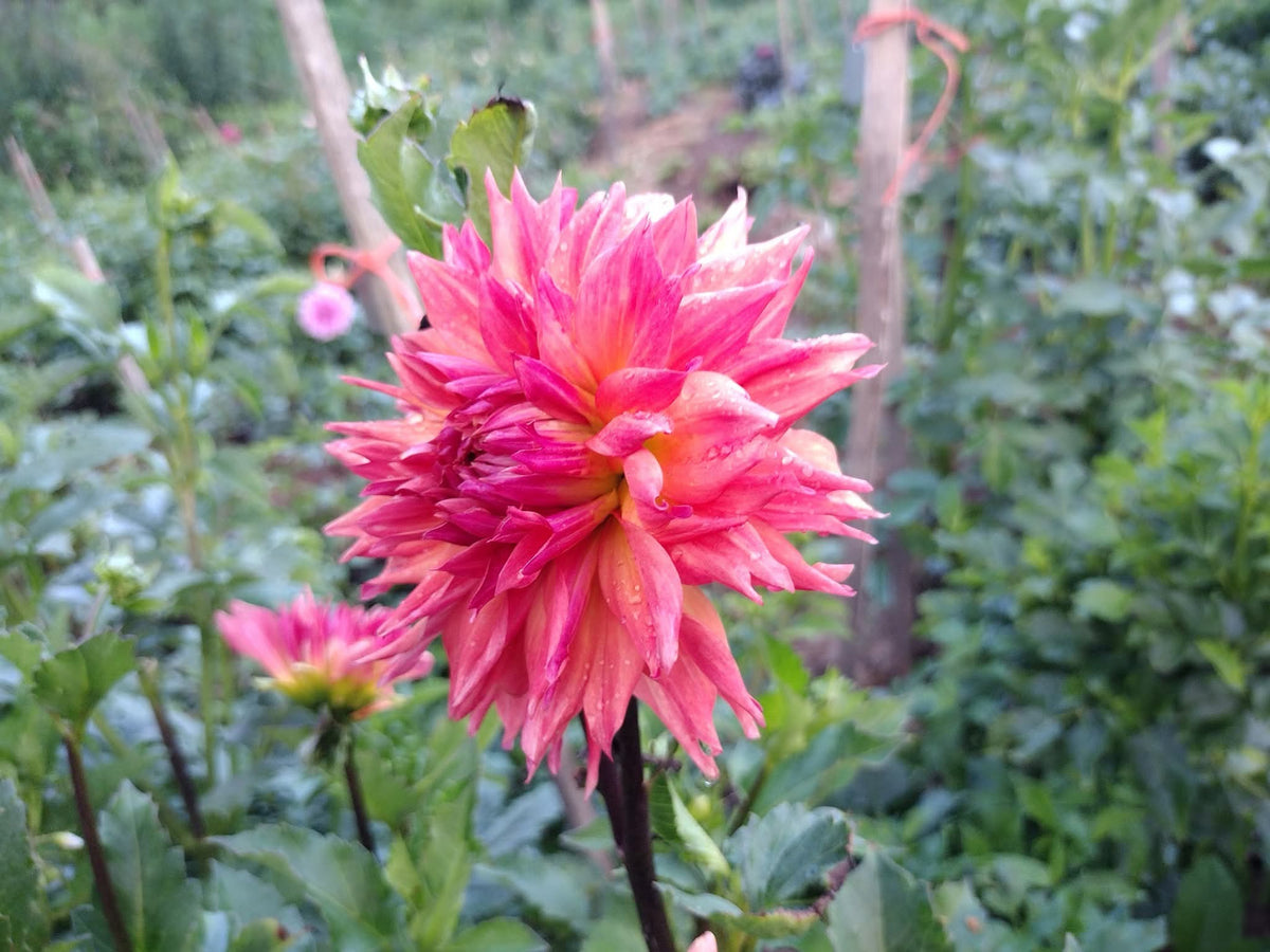 Bloomquist Autumn