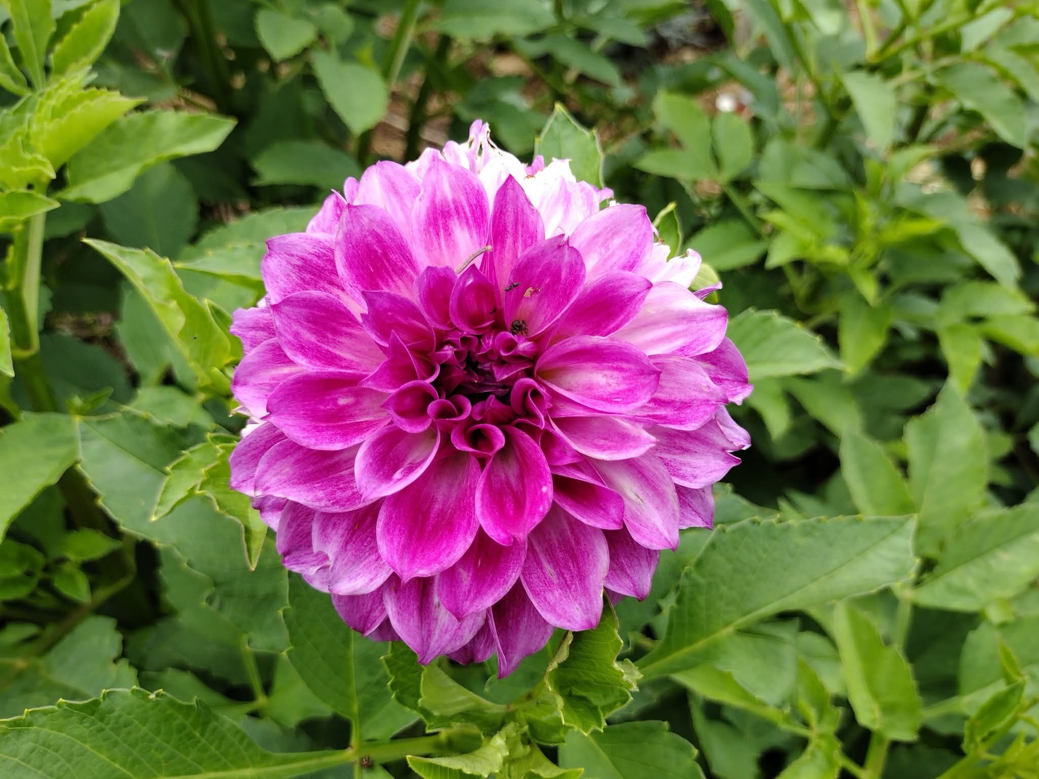 CMF Fantastique 2025 Intro – Clovermountainfarms