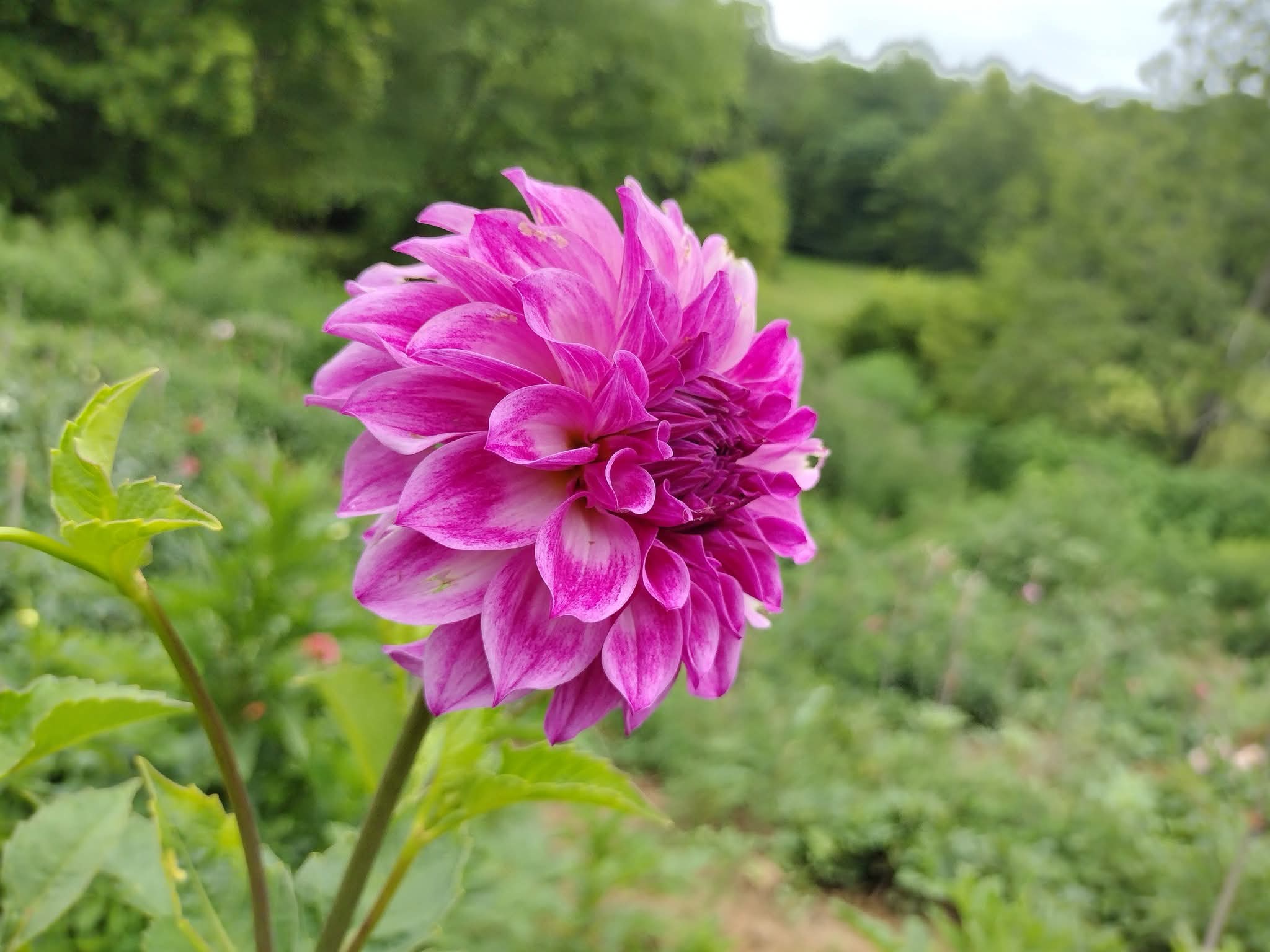 マトファー マジフラワー CMF Fantastique 2025 Intro – Clovermountainfarms