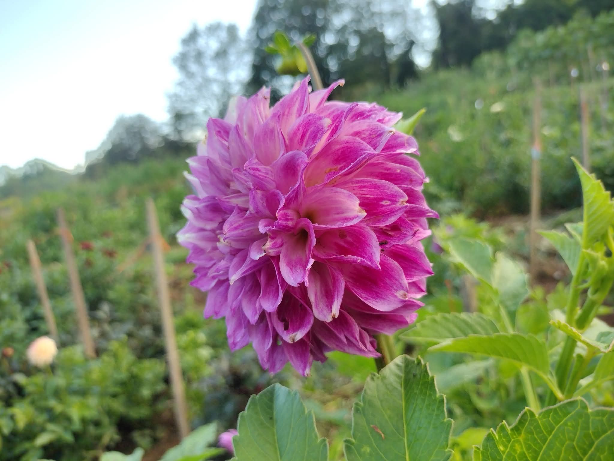 CMF Fantastique 2025 Intro – Clovermountainfarms