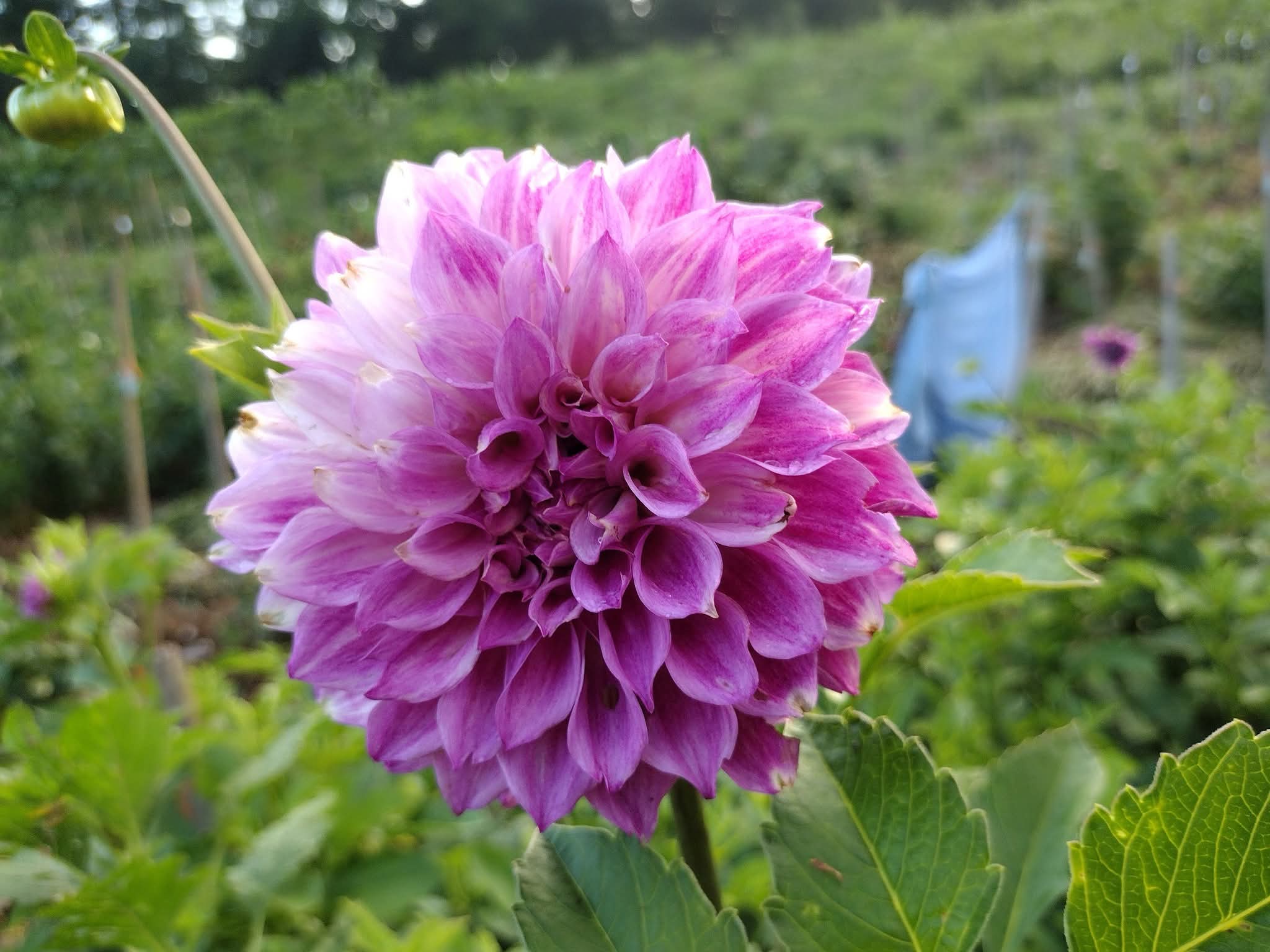 CMF Fantastique 2025 Intro – Clovermountainfarms