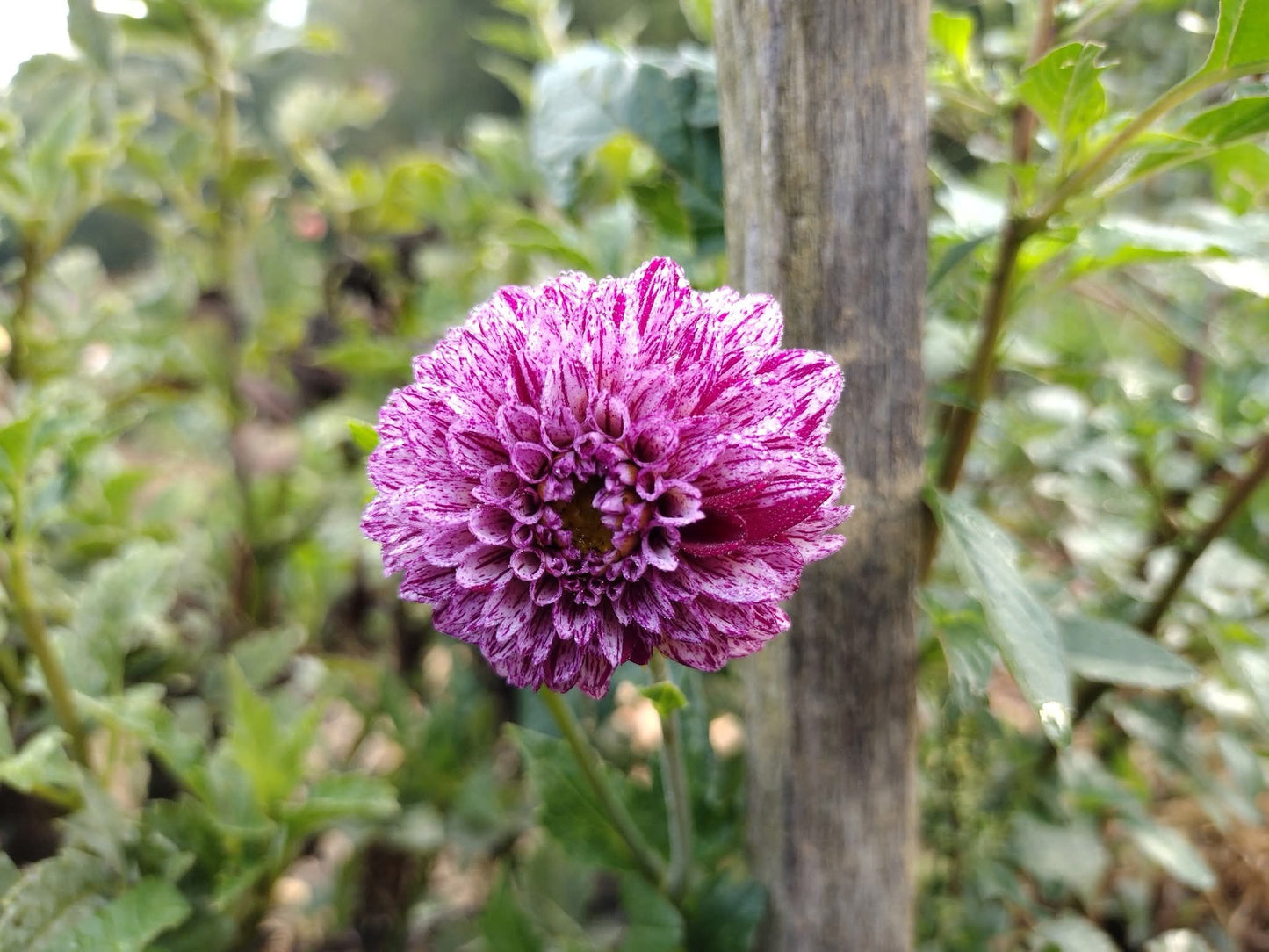 MBB