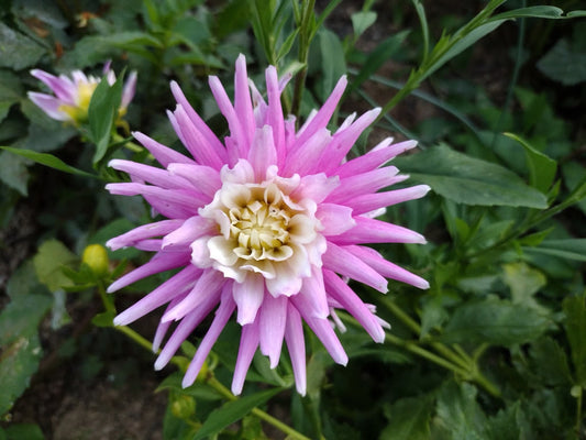 AC Kathye (limited stock)