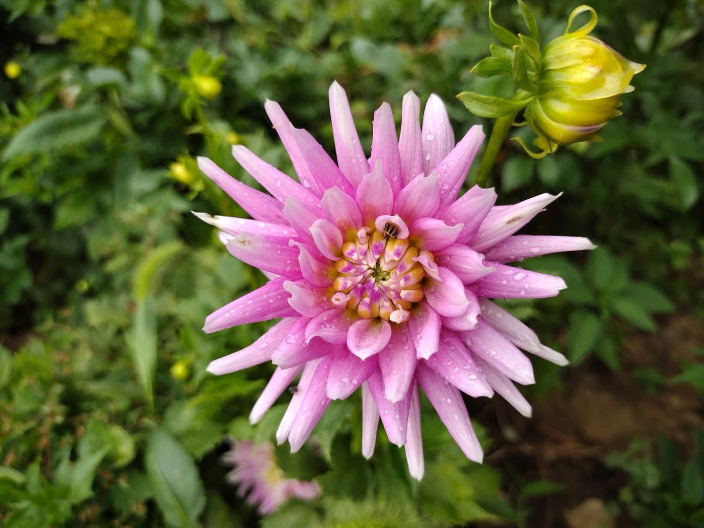 AC Kathye (limited stock)