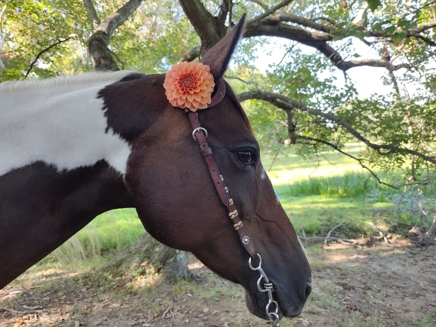 Peachy Parade