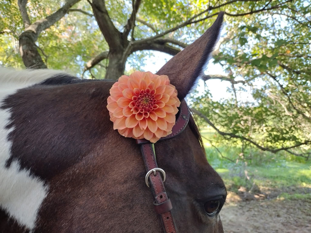 Peachy Parade