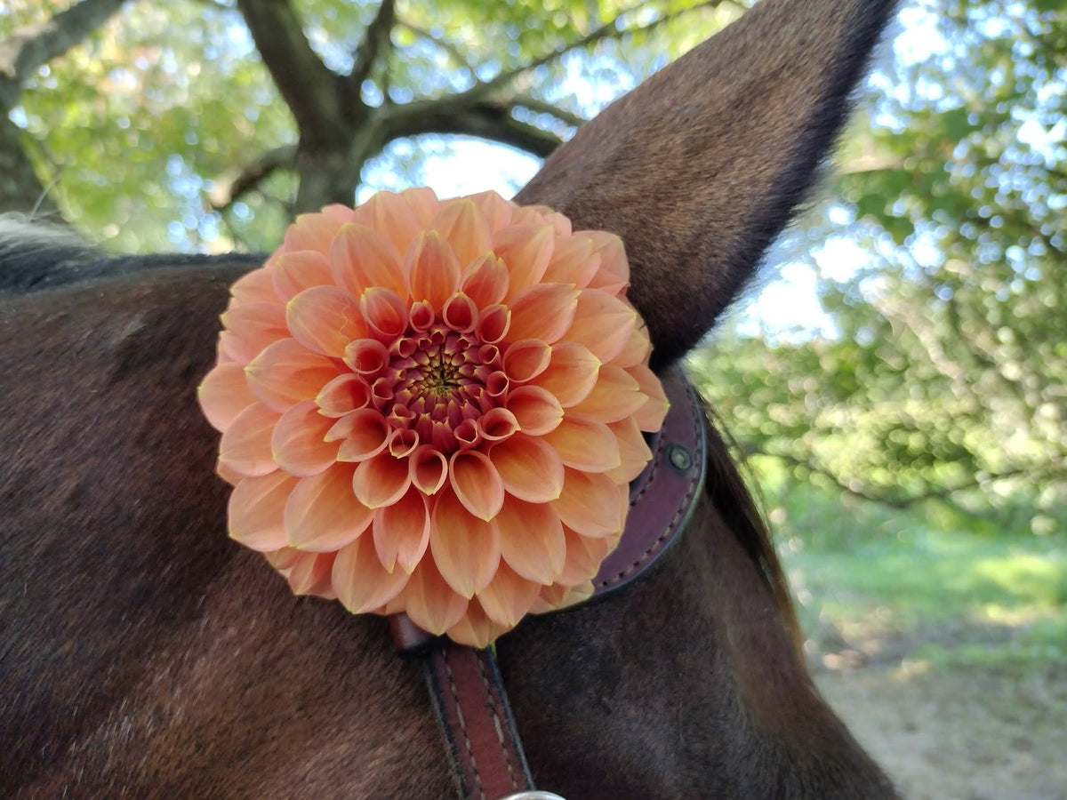 Peachy Parade