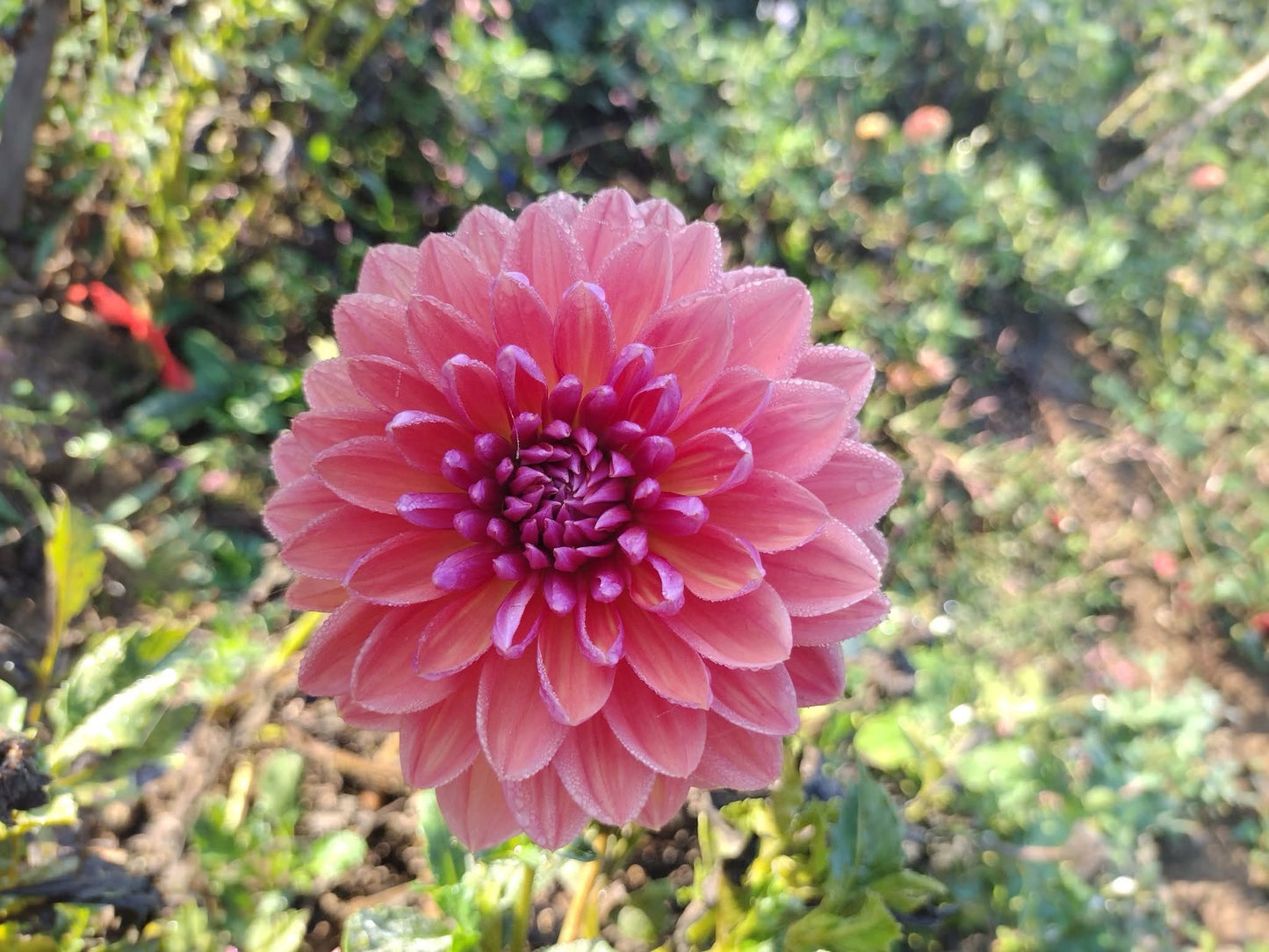 Dutch Pearl (limited stock)