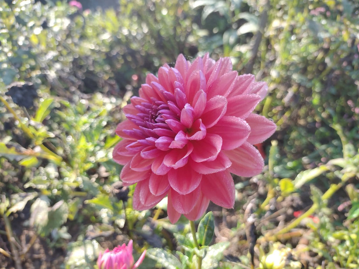 Dutch Pearl (limited stock)