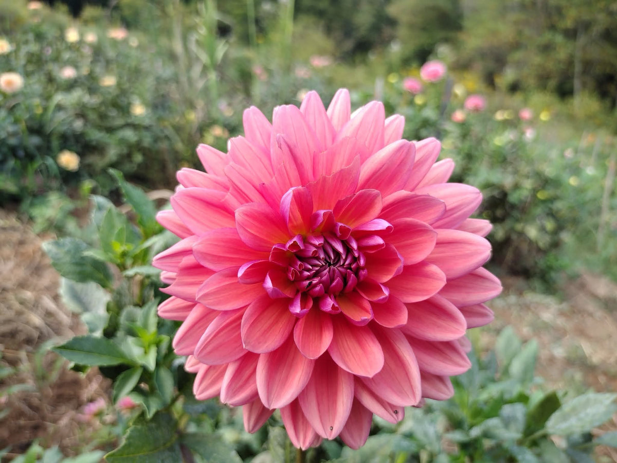 Dutch Pearl (limited stock)