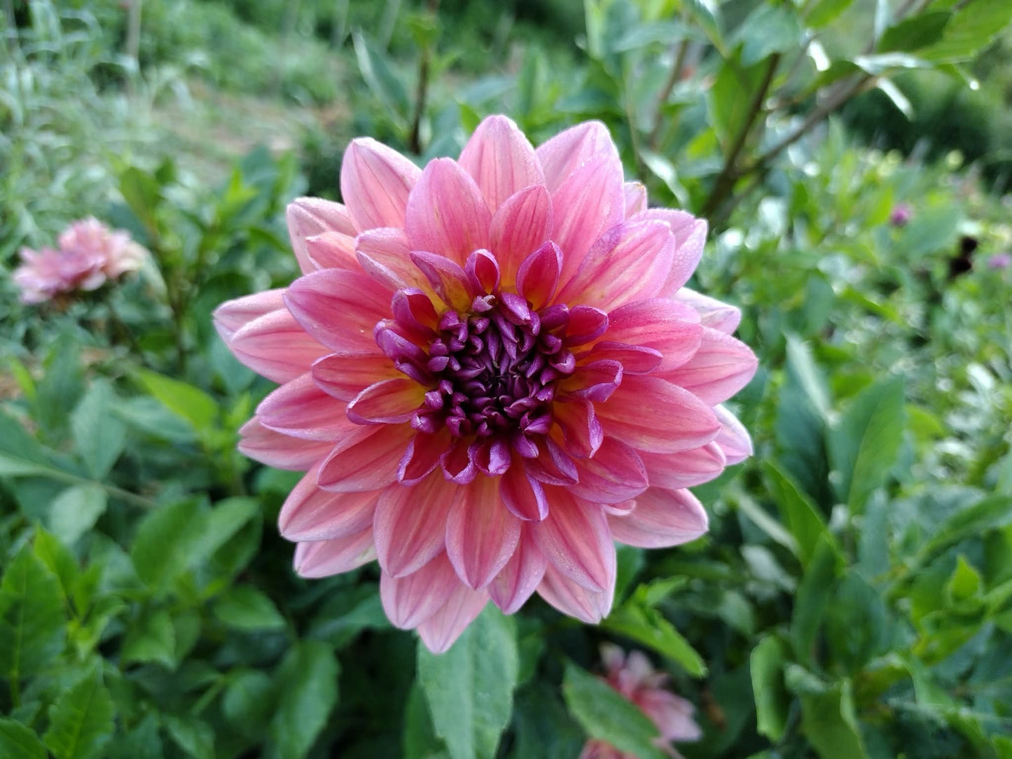 Dutch Pearl (limited stock)