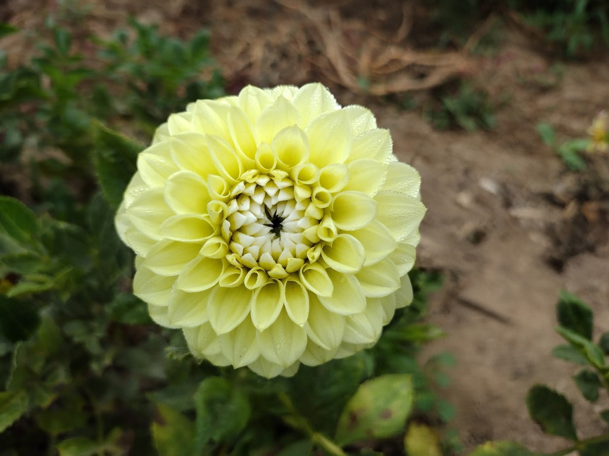 Korb Yellow Hy-Light