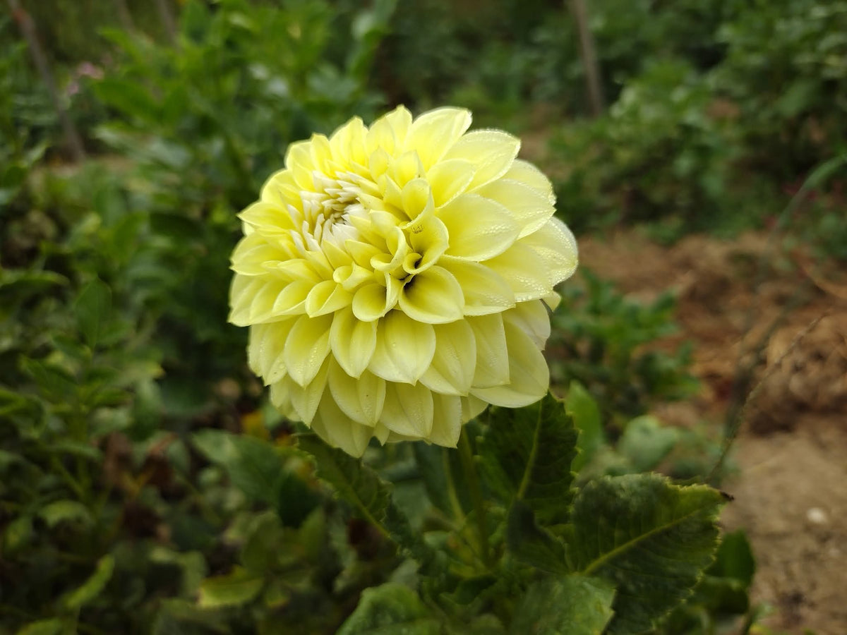 Korb Yellow Hy-Light