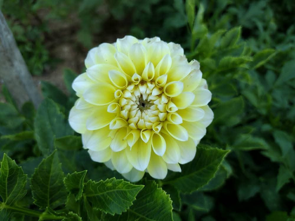 Korb Yellow Hy-Light