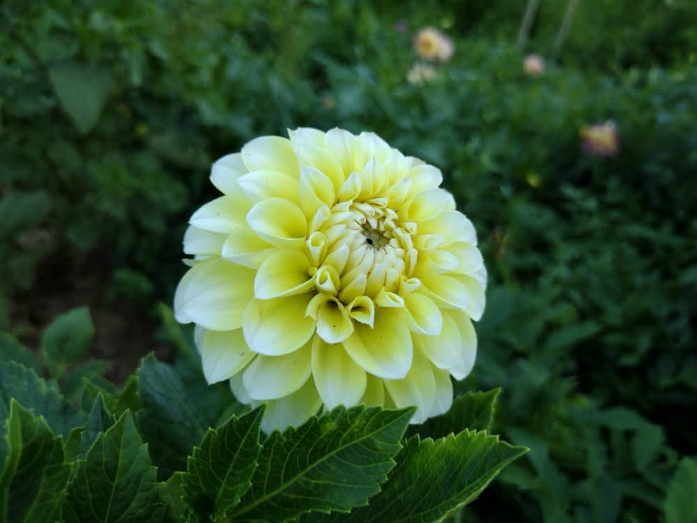 Korb Yellow Hy-Light