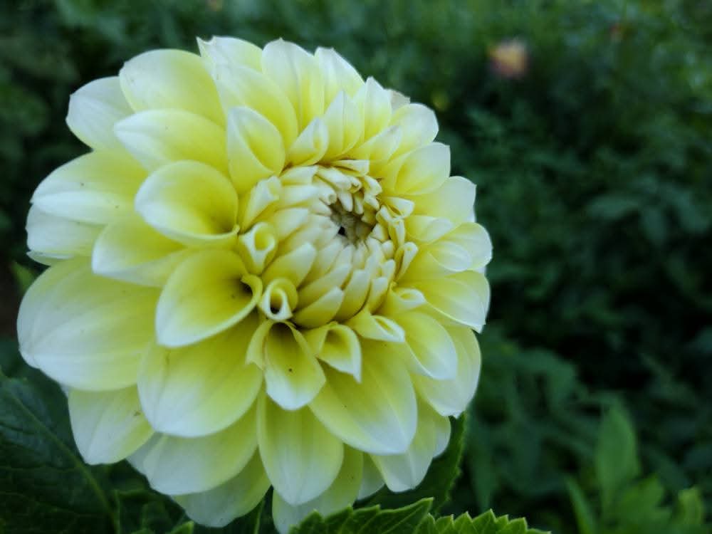 Korb Yellow Hy-Light
