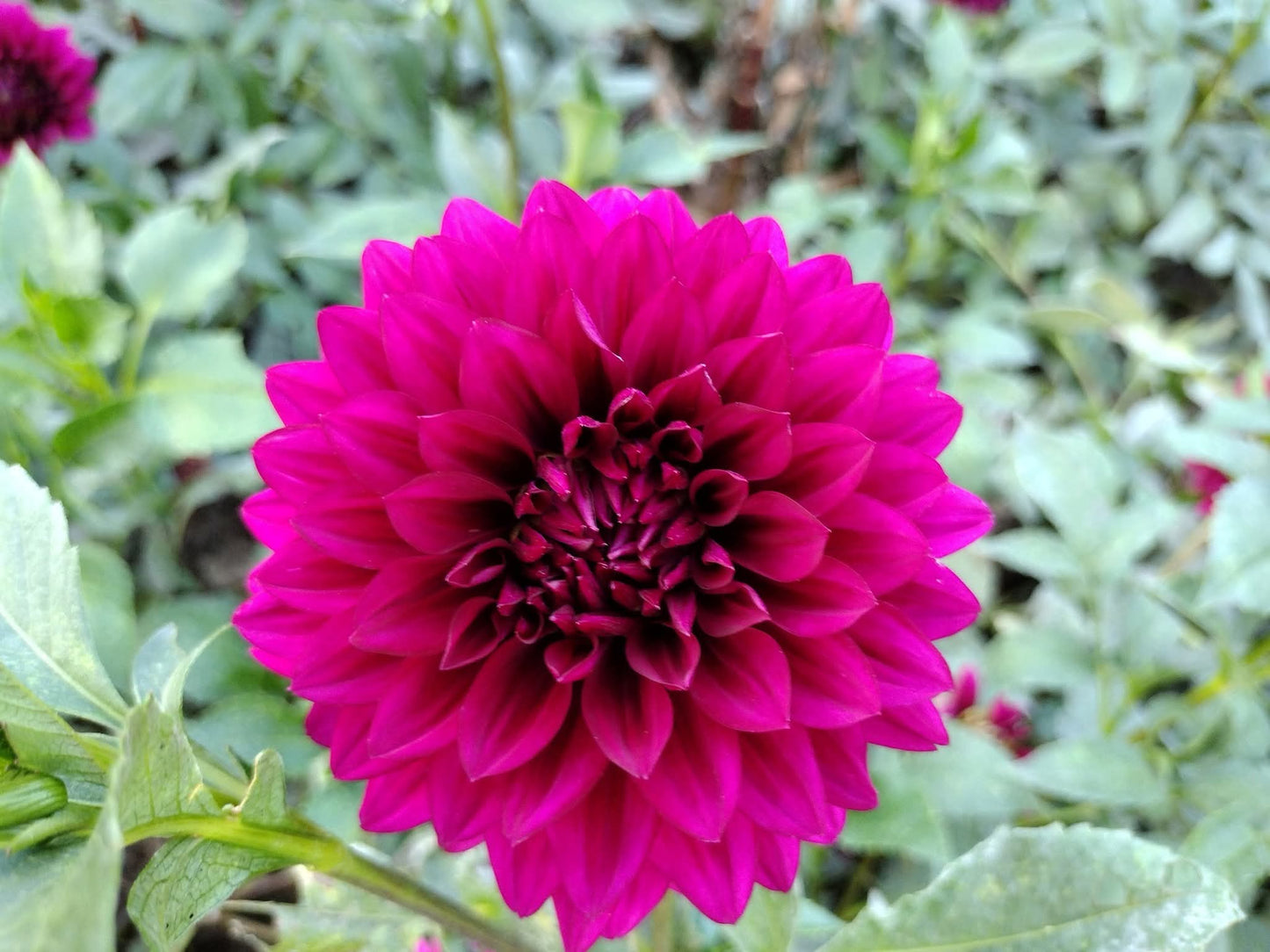 Hello Dahlia (limited stock)