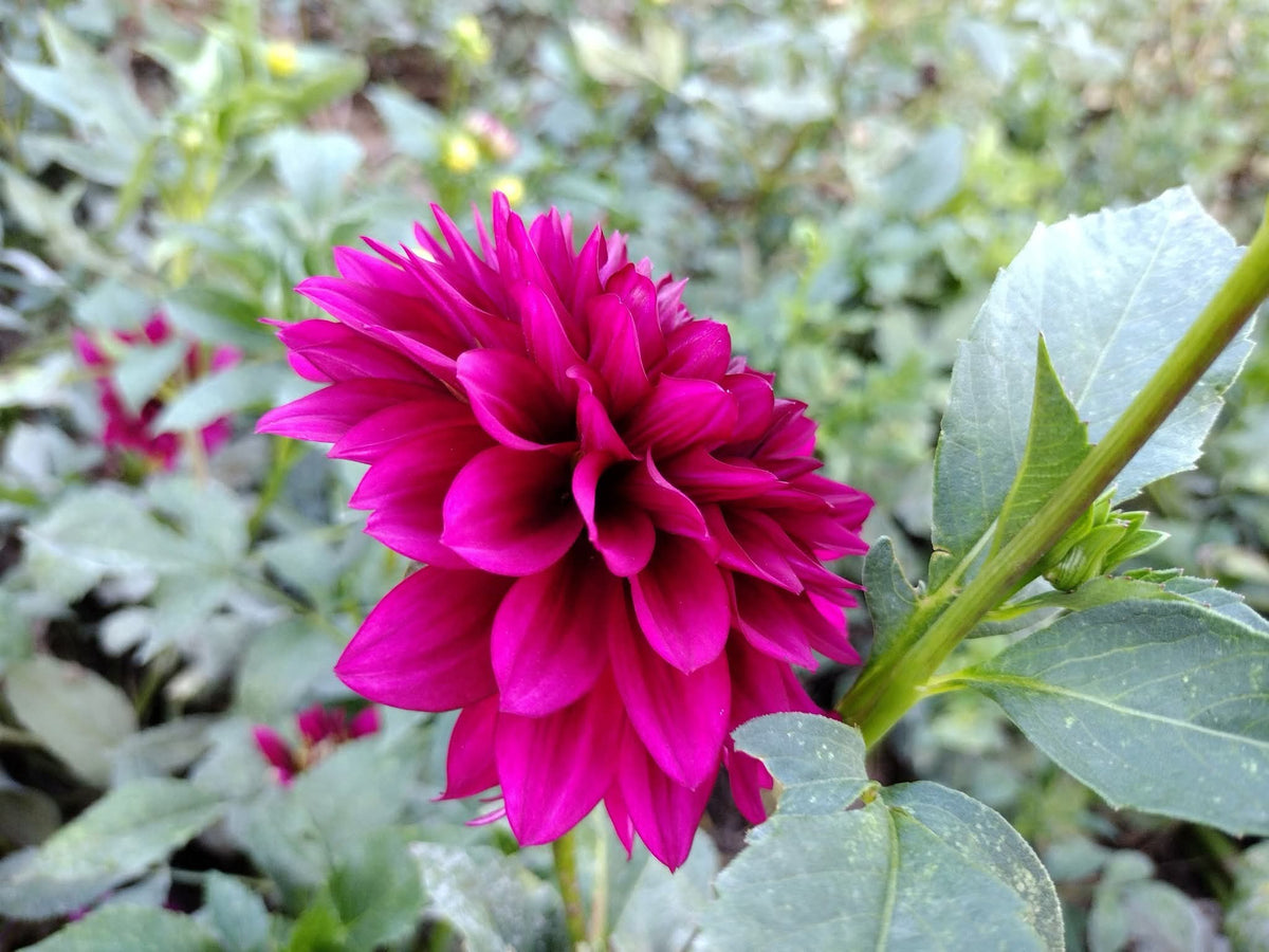 Hello Dahlia (limited stock)