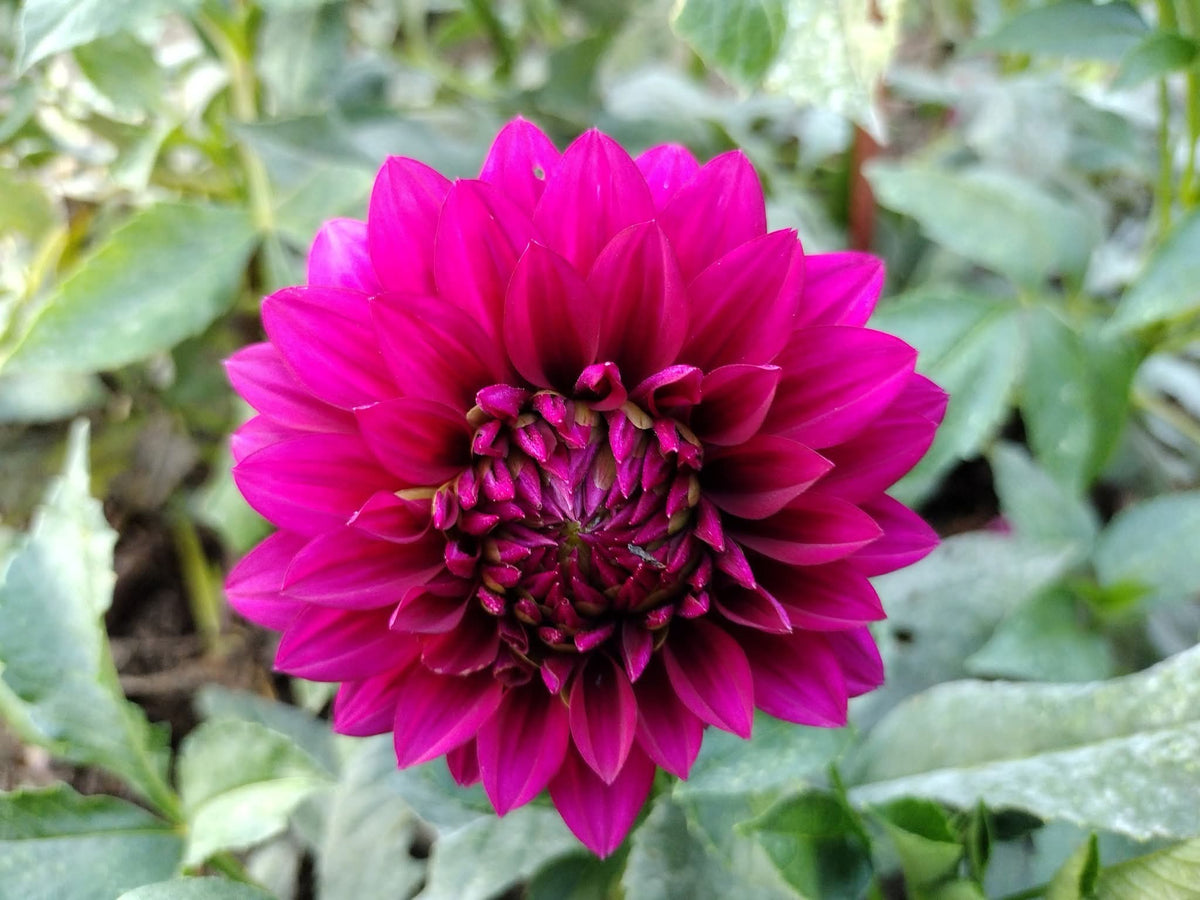 Hello Dahlia (limited stock)