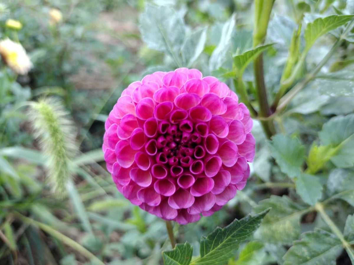 Koko Puff