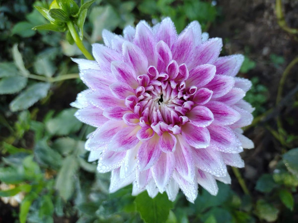 BJ's Dusty Rose