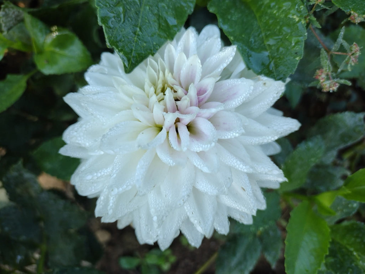 BJ's Dusty Rose